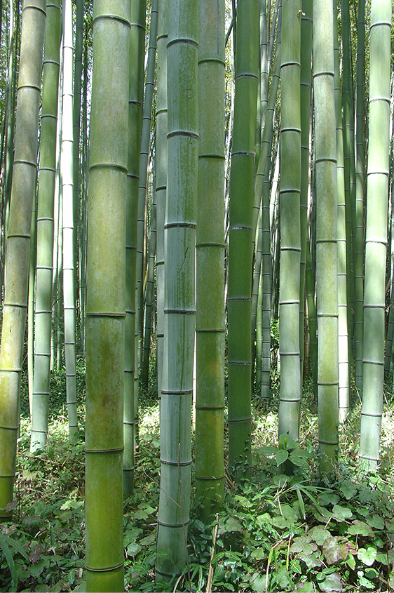Close up view of a bamboo forest.