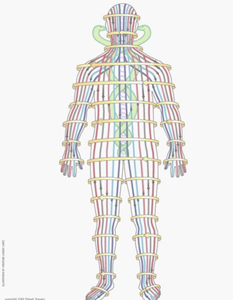 Core Synchronism image of a human line drawing of various energy paths throughout the body